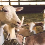 Λαζαρίδης:-Μέτρα-και-αποζημιώσεις-για-αφθώδη-και-ευλογιά