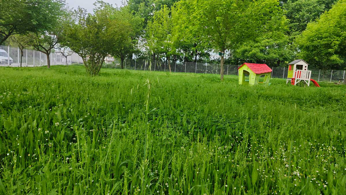 Τρίκαλα:-Καθάρισαν-το-οικόπεδο,-«ξέχασαν»-το-2ο-Νηπιαγωγείο