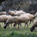 Η-Θεσσαλία-χωρίς-κρούσμα-ευλογιάς-το-τελευταίο-εικοσαήμερο