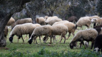 Η-Θεσσαλία-χωρίς-κρούσμα-ευλογιάς-το-τελευταίο-εικοσαήμερο