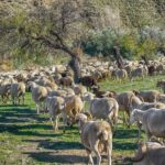 Κρίσιμο-δίμηνο-έως-το-Πάσχα-για-την-ευλογιά