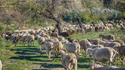 Κρίσιμο-δίμηνο-έως-το-Πάσχα-για-την-ευλογιά