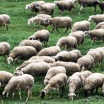 Παραμένει-καθαρή-από-κρούσματα-ευλογιάς