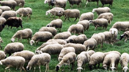 Παραμένει-καθαρή-από-κρούσματα-ευλογιάς