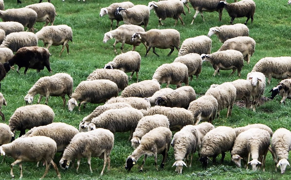 Παραμένει-καθαρή-από-κρούσματα-ευλογιάς