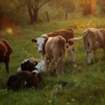 Άμεσα-και-αυστηρά-μέτρα-ζητούν-οι-κτηνοτρόφοι-της-Θεσσαλίας