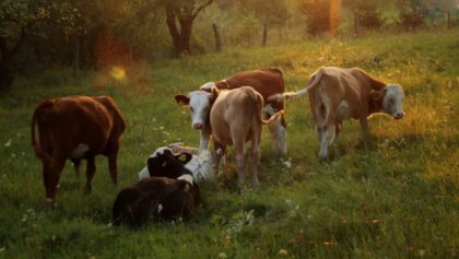 Άμεσα-και-αυστηρά-μέτρα-ζητούν-οι-κτηνοτρόφοι-της-Θεσσαλίας