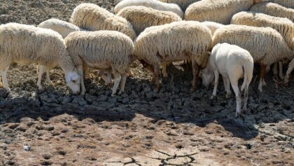 Φόβοι-για-νέα-έκρηξη-ευλογιάς-των-αιγοπροβάτων