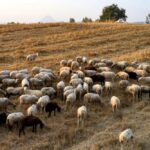 Αρνητικό-ισοζύγιο-στο-αρνί-για-πρώτη-φορά