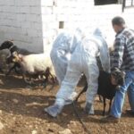 Χωρίς-κρούσματα-ευλογιάς-στο-δεύτερο-μισό-του-Φεβρουαρίου