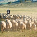Σε-οικονομικό-αδιέξοδο-η-κτηνοτροφία