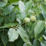 Τρικαλινός-πήγε-να-κλαδέψει-καρυδιά-και-βρέθηκε-στο-Νοσοκομείο