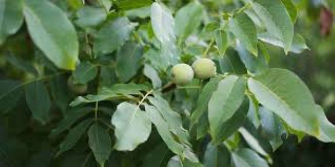 Τρικαλινός-πήγε-να-κλαδέψει-καρυδιά-και-βρέθηκε-στο-Νοσοκομείο