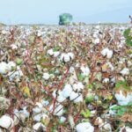 Στο-επίκεντρο-η-επόμενη-ημέρα-του-βαμβακιού