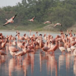 Πάρος:-Εντυπωσιακά-πολύχρωμα-φλαμίνγκο-με-πελώριο-άνοιγμα-φτερών-«ζωγραφίζουν»-μαγευτικές-εικόνες-(bίντεο)