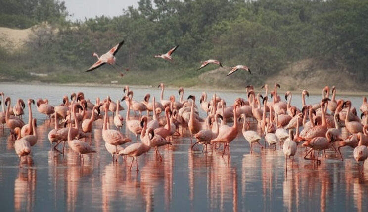 Πάρος:-Εντυπωσιακά-πολύχρωμα-φλαμίνγκο-με-πελώριο-άνοιγμα-φτερών-«ζωγραφίζουν»-μαγευτικές-εικόνες-(bίντεο)