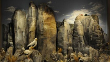 Θέση-εργασίας-στο-Μουσείο-Φυσικής-Ιστορίας-Μετεώρω-και-Μουσείο-Μανιταριών