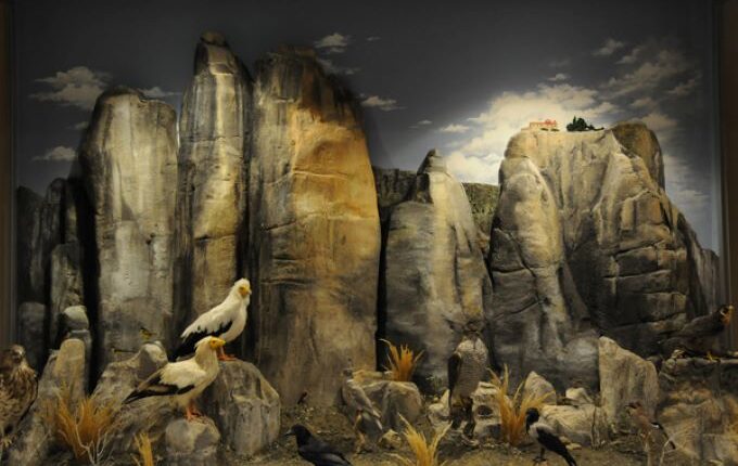 Θέση-εργασίας-στο-Μουσείο-Φυσικής-Ιστορίας-Μετεώρω-και-Μουσείο-Μανιταριών