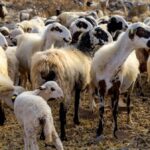 Πληρωμή-8-εκατ.-ευρώ-σε-Θεσσαλούς-κτηνοτρόφους