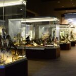 Διεθνής-αναγνώριση-για-το-Μουσείο-Φυσικής-Ιστορίας-Μετεώρων-και-Μουσείο-Μανιταριών-–-Πέμπτο-στην-Ευρώπη