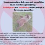 Κοζάνη:-Αρκουδάκι-βρέθηκε-νεκρό-με-τραύματα-από-πυροβολισμούς