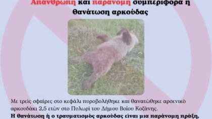 Κοζάνη:-Αρκουδάκι-βρέθηκε-νεκρό-με-τραύματα-από-πυροβολισμούς