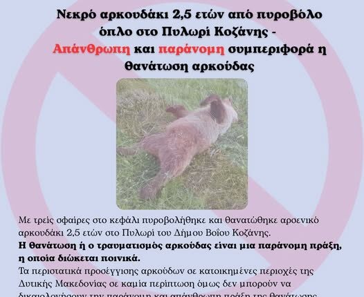 Κοζάνη:-Αρκουδάκι-βρέθηκε-νεκρό-με-τραύματα-από-πυροβολισμούς