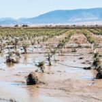 Ενισχύσεις-35-εκατ.-ευρώ-στη-Θεσσαλία-από-τον-ΕΛΓΑ
