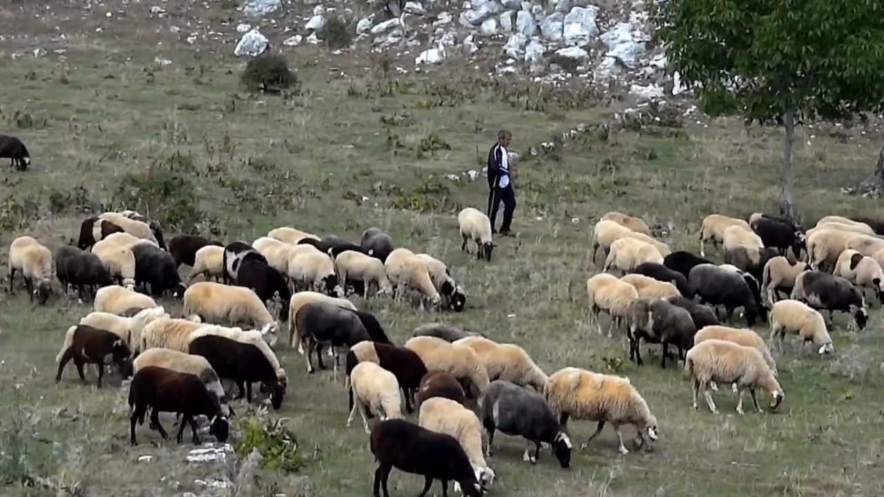 “Η-κτηνοτροφία-δεν-χρειάζεται-άλλες-υποσχέσεις”