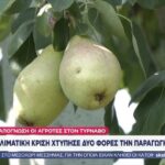 Η-κλιματική-κρίση-χτύπησε-δύο-φορές-την-παραγωγή-αχλαδιών