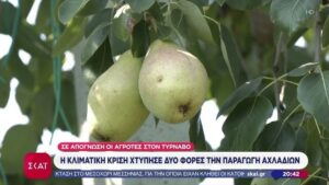 Η-κλιματική-κρίση-χτύπησε-δύο-φορές-την-παραγωγή-αχλαδιών