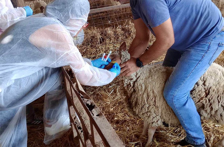 Χρήματα-στους-κτηνοτρόφους-της-Θεσσαλίας-για-την-ευλογιά