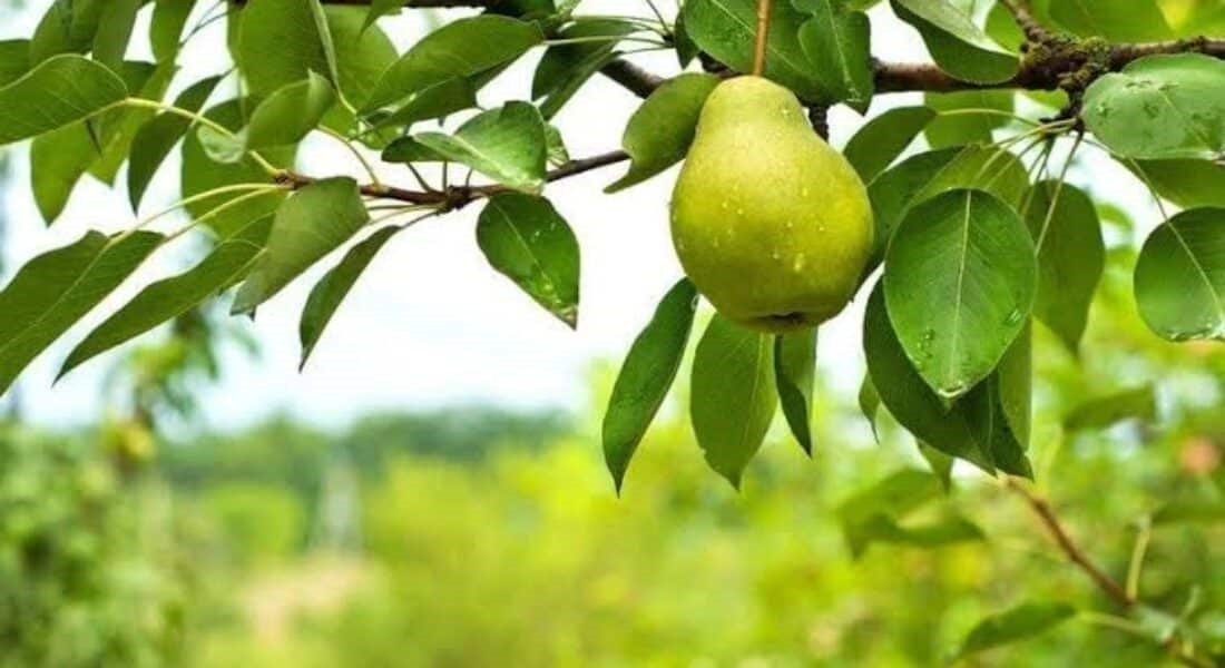 Η-κλιματική-αλλαγή-ξαναγράφει-τον-αγροτικό-χάρτη