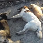 Ζάρκο-Τρικάλων:-Έντεκα-σκυλιά-νεκρά-από-φόλες-σε-σταβλική-εγκατάσταση