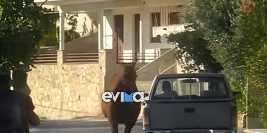 Φρίκη-στην-Εύβοια:-Έδεσαν-τραυματισμένο-άλογο-σε-όχημα-και-το-έσερναν-στον-δρόμο-(Βίντεο)