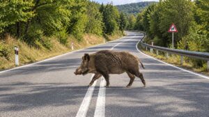 Τρίκαλα:-Αγριογούρουνο-και-πέντε-ΙΧ-σε-τροχαίο