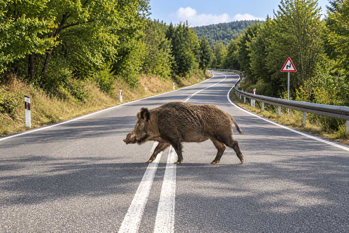 Τρίκαλα:-Αγριογούρουνο-και-πέντε-ΙΧ-σε-τροχαίο